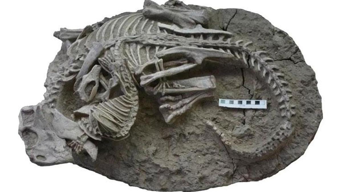Bilim insanlarını şaşkına çeviren hayvan! Kedi büyüklüğündeydi ve dinozorları avlıyordu