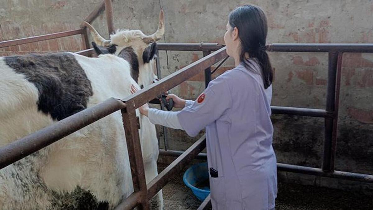 Aydın'ın iki ilçesinde şap nedeniyle 21 mahalle karantinaya alındı