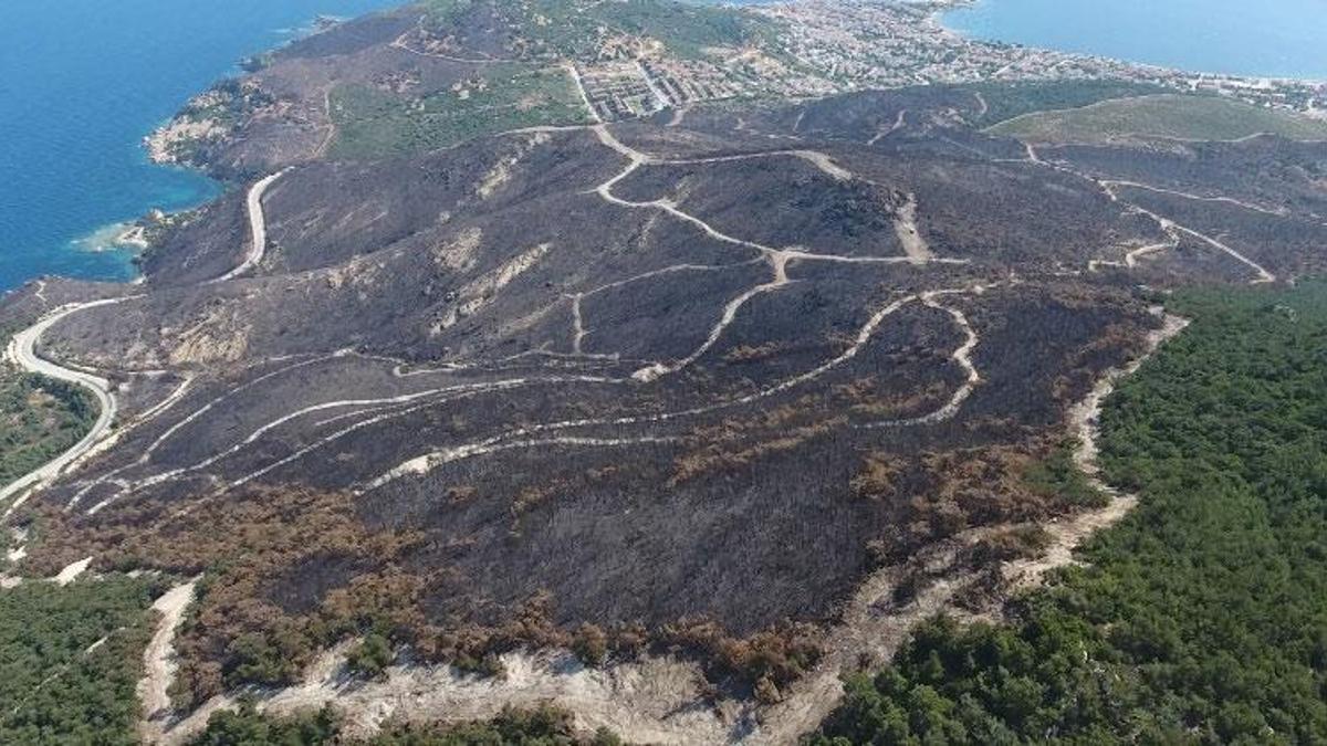 Korkunç rapor! 20 günde 295 orman yangını çıktı; 3 bin 160 hektar alan zarar gördü