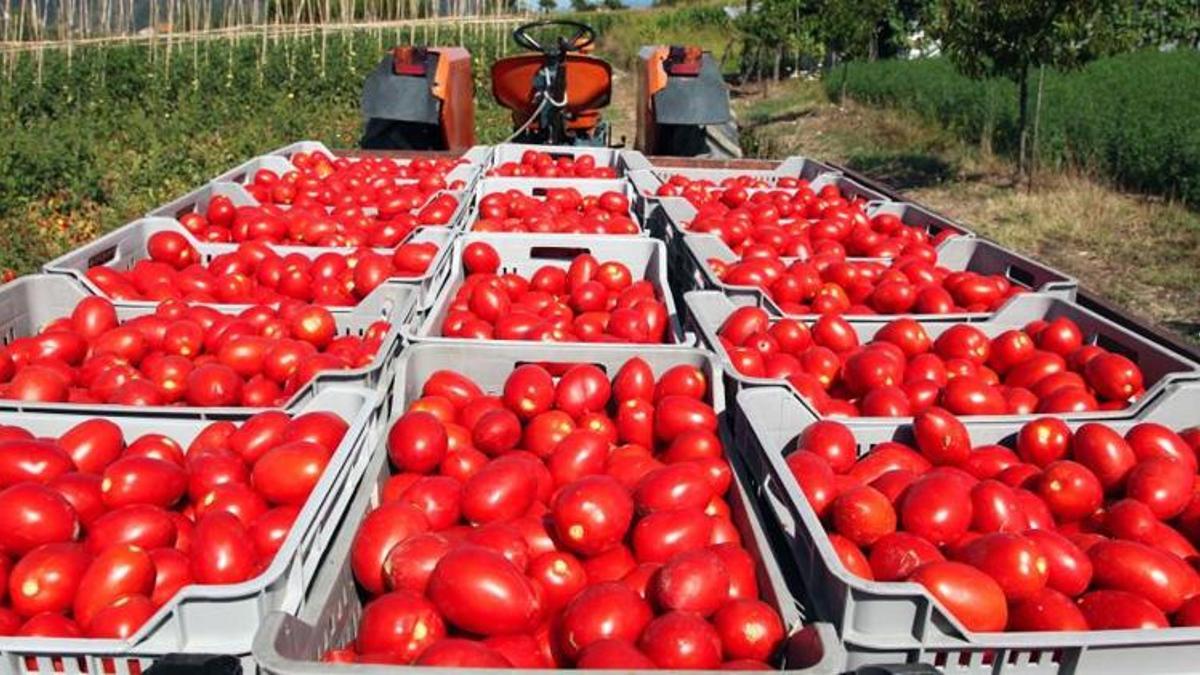 Rusya'dan Türkiye kararı! Domateste kota değişti
