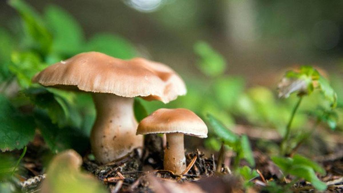 Falda Mantar Görmek Ne Demek? Kahve Falında Mantar Nasıl Yorumlanır?