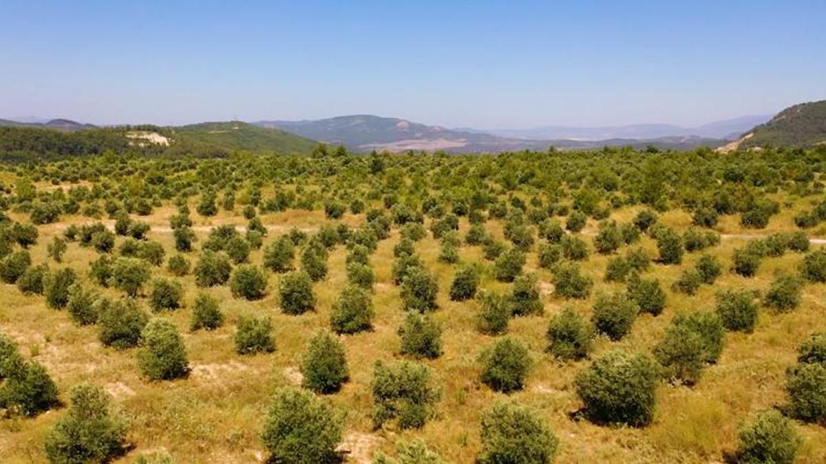 Muğla’da maden sahaları zeytin bahçesine dönüştü