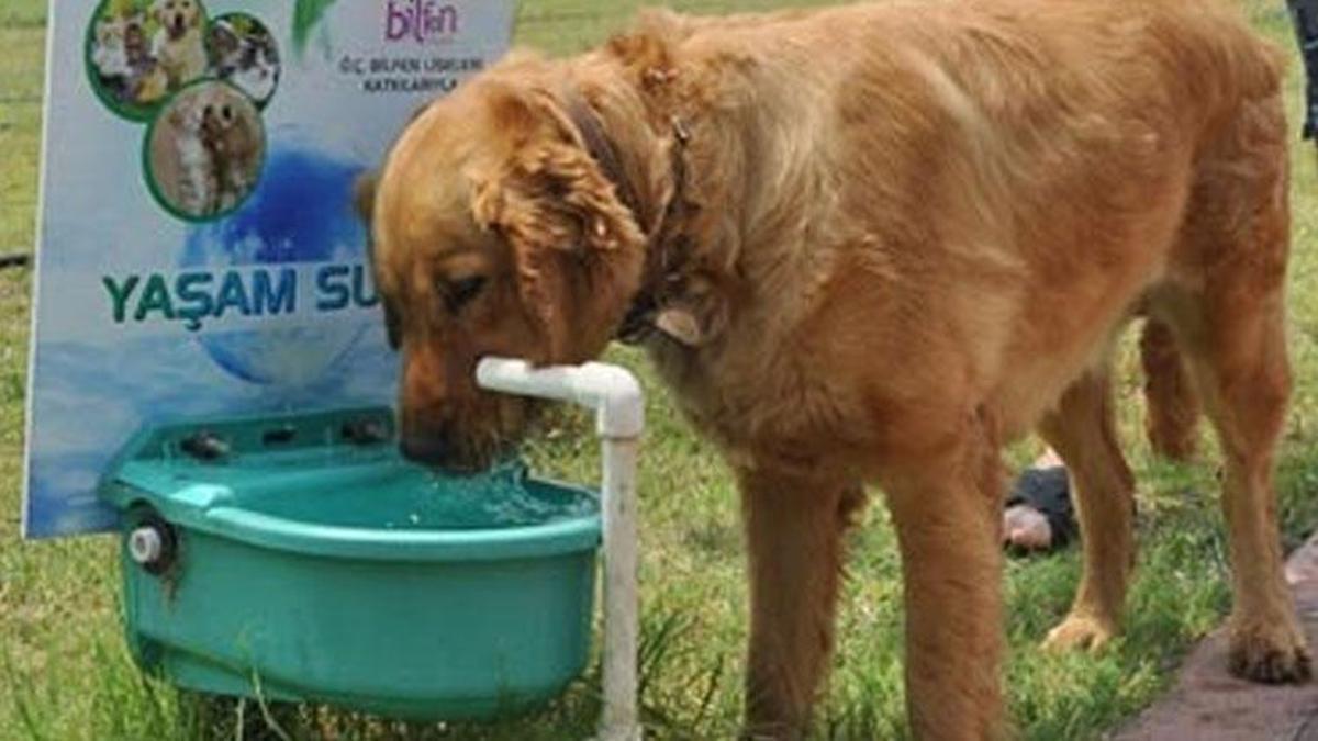 Sokağa bırakılan bir kap suda milyonlarca sinek üreyebilir! 10 gün 1 değiştirilmeli