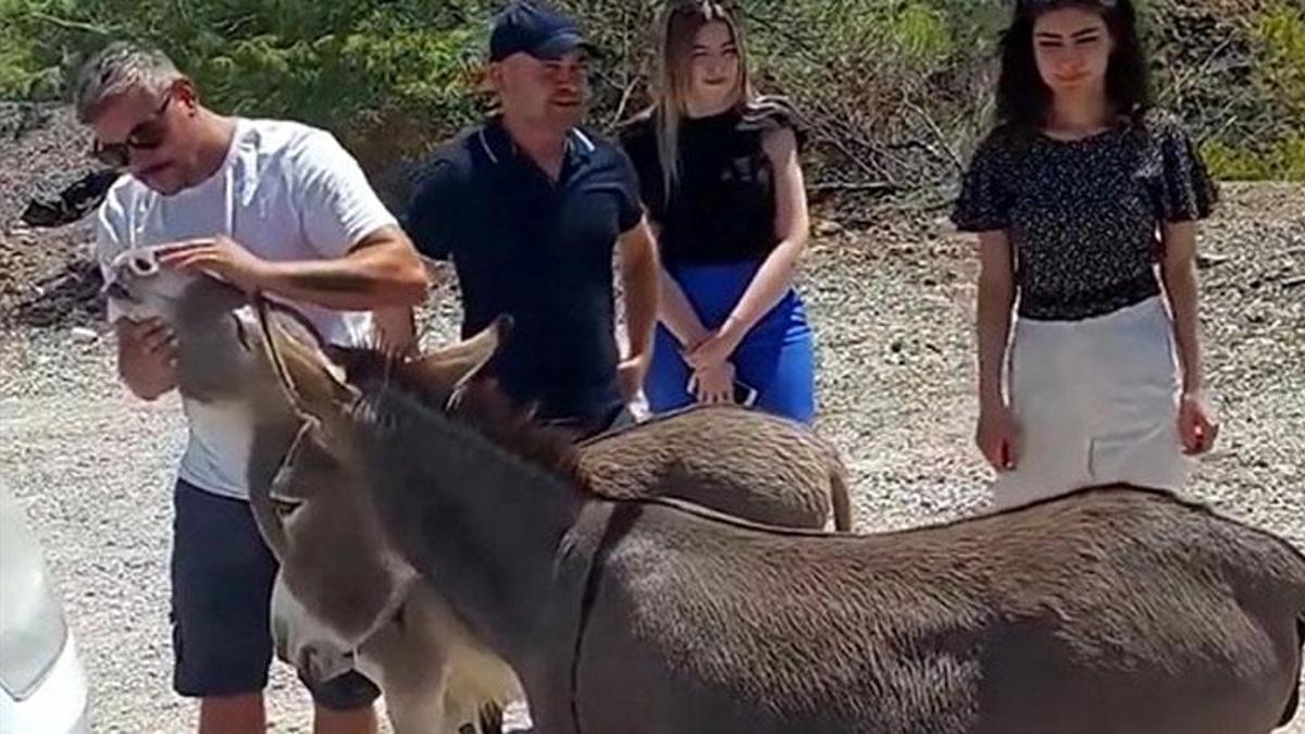 Muğla'da trafikte 'yaban eşeği' tehlikesi! Birden yola fırlıyor