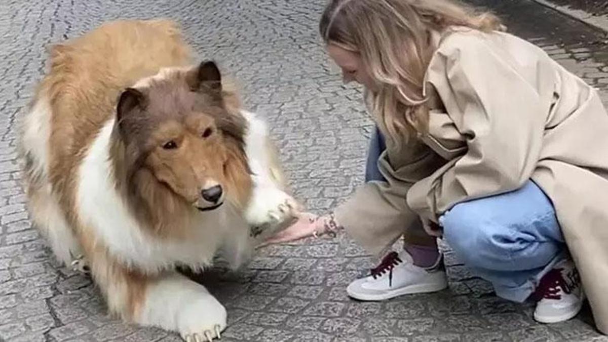 Binlerce dolar harcayıp köpek olmuştu! İlk görüntüler geldi