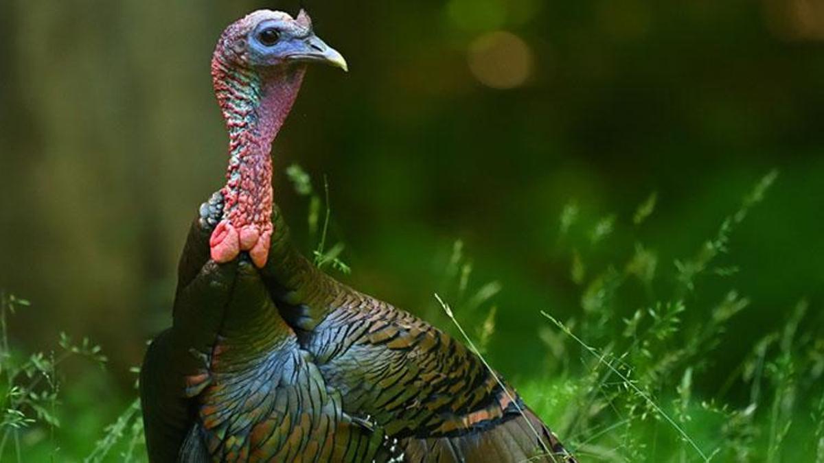 Falda Hindi Görmek Ne Demek? Kahve Falında Hindi Nasıl Yorumlanır?