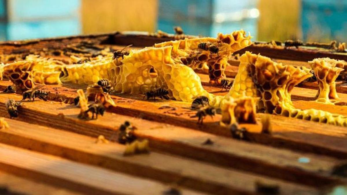 Arıcılar hasat için gün sayıyor! Telaş başladı