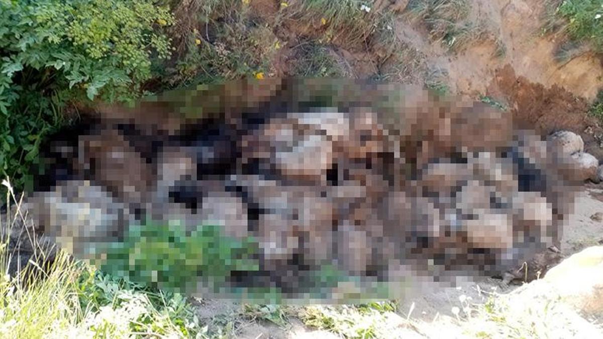 Van'da 130 koyun uçurumdan peş peşe atladı!