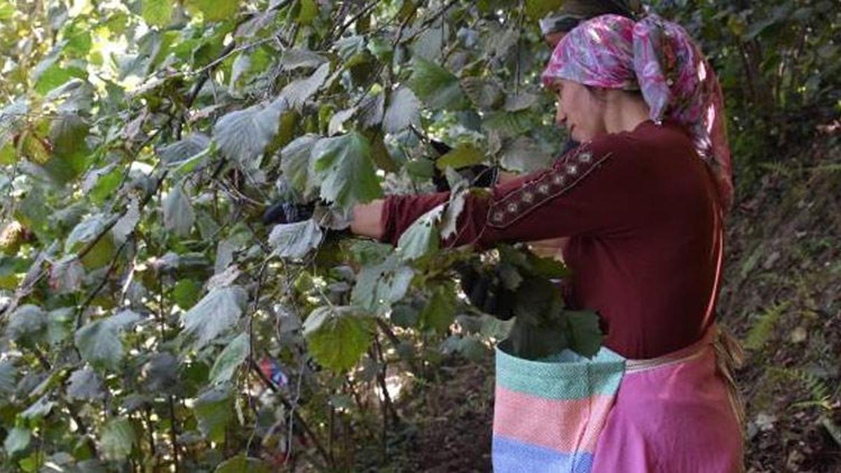 Ordu'da erken fındık hasadı başladı!