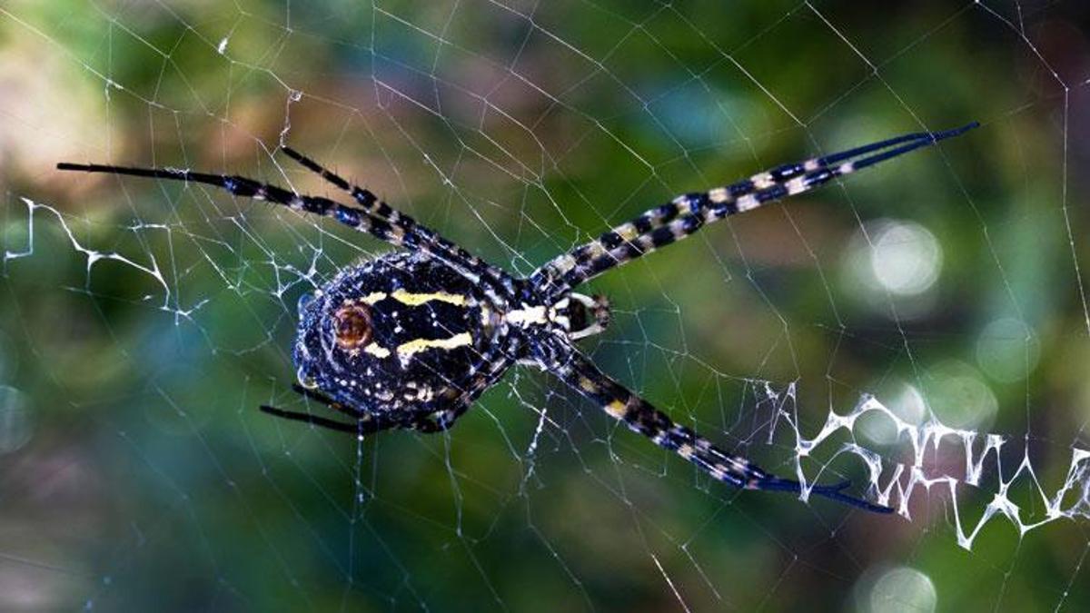 Dünyada nadir görülen örümcek Kahramanmaraş'ta ortaya çıktı