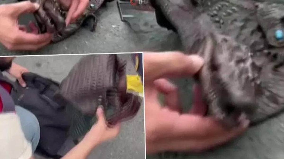 İstanbul'da akılalmaz olay! Çantadan timsah çıktı