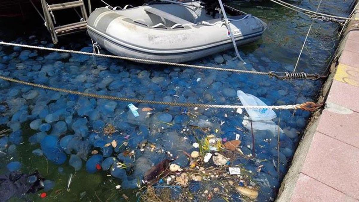 Tedirgin eden görüntü! Foça sahili istila ettiler: Hastanelere başvurular arttı