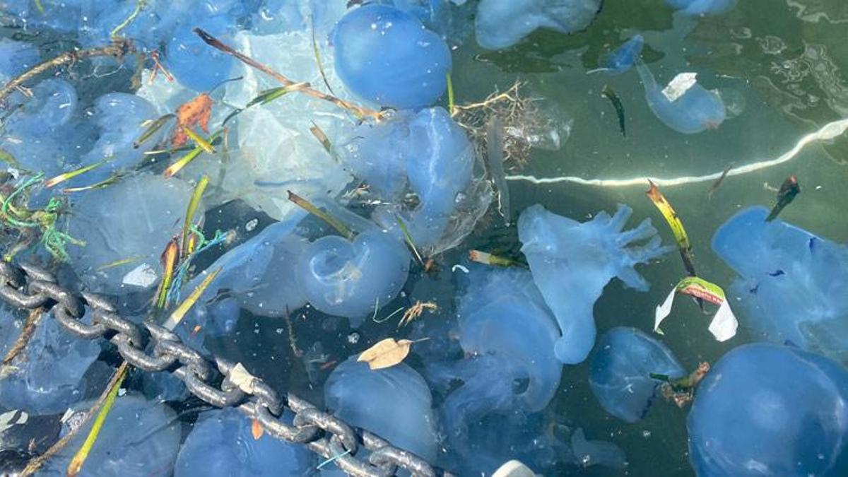 Ege'de tedirgin eden görüntü! Plajlar bomboş kaldı