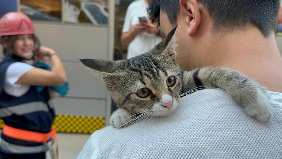 Yavru kedi, 4 metre yüksekte mahsur kaldı