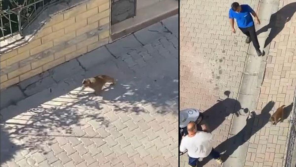 İstanbul’da 3 kişi maymun dehşetini yaşadı!