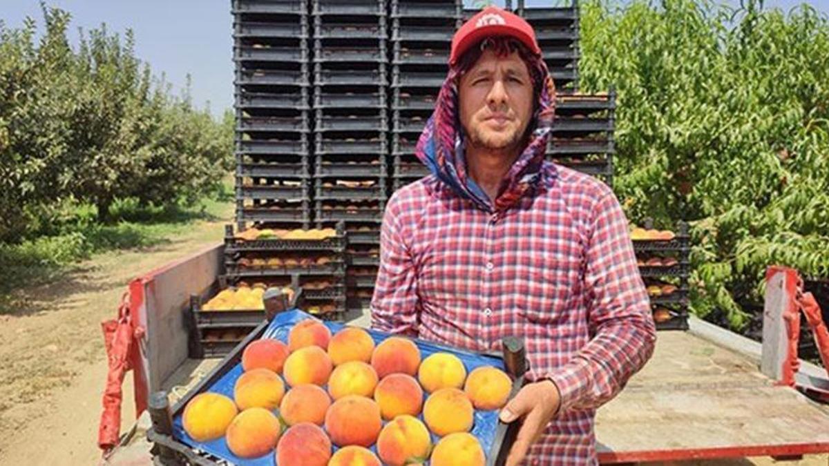 Talep arttı, kilosu 25 liradan satılıyor