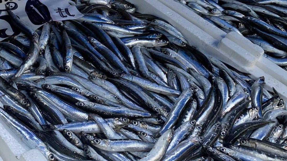 Tezgahlar doldu taştı! Balık fiyatları geriledi