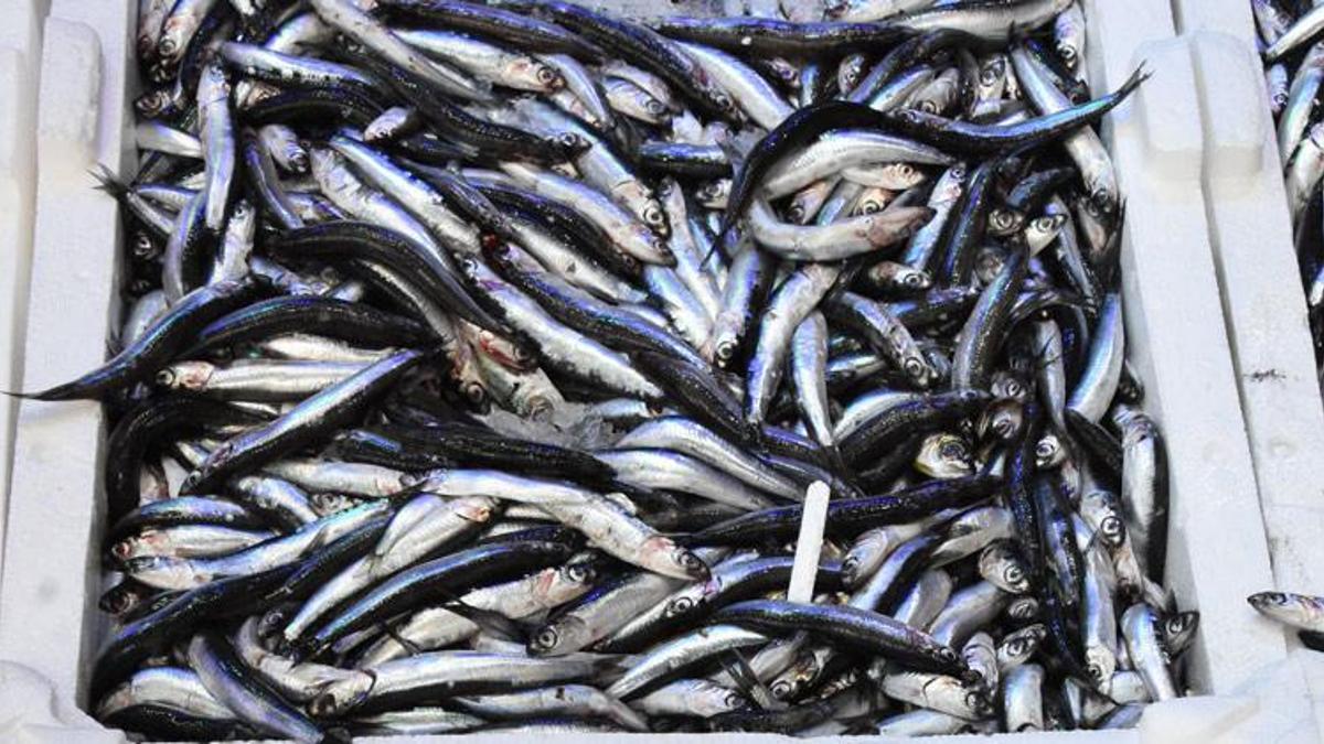 Balıkçıların anlaşması fiyatları dibe çekti!