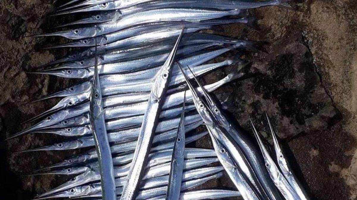 Olta balıkçılığında zargana bereketi! Bayram ettiler