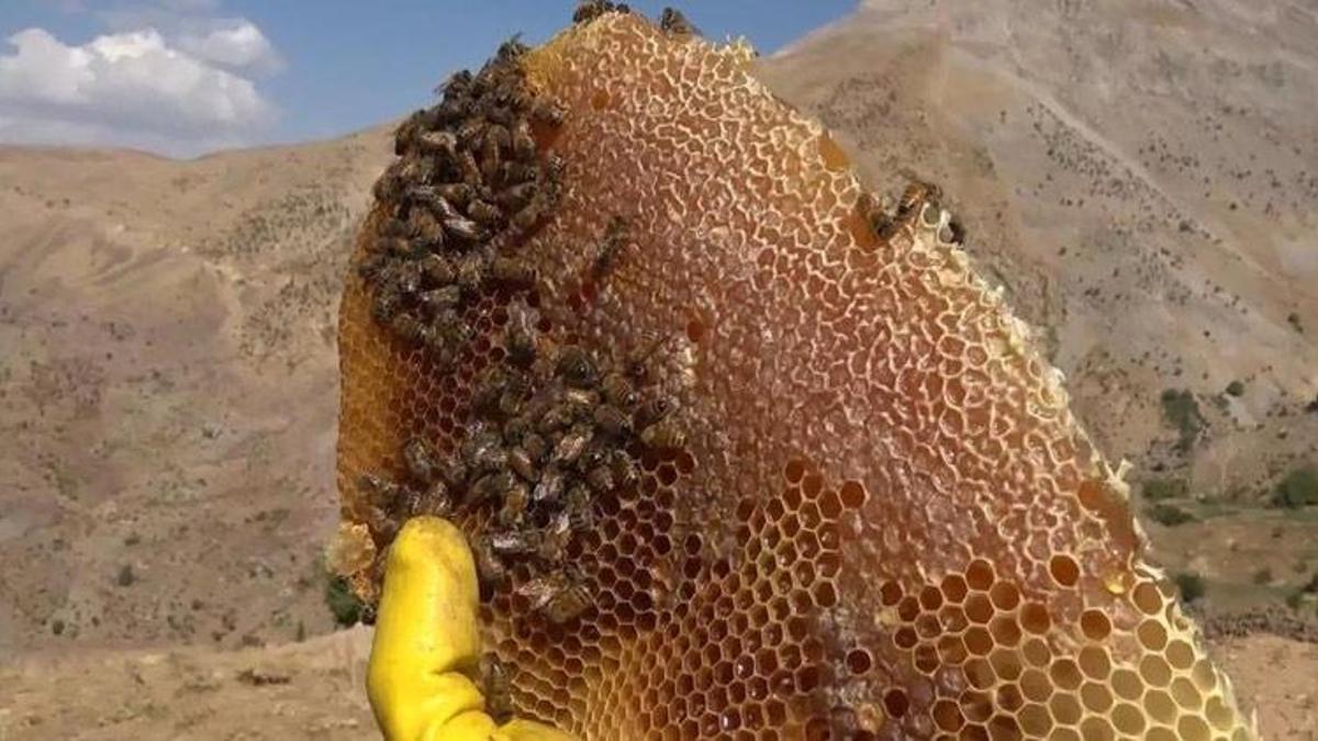 Bu balın kilosu 2 bin 500 liradan satılıyor
