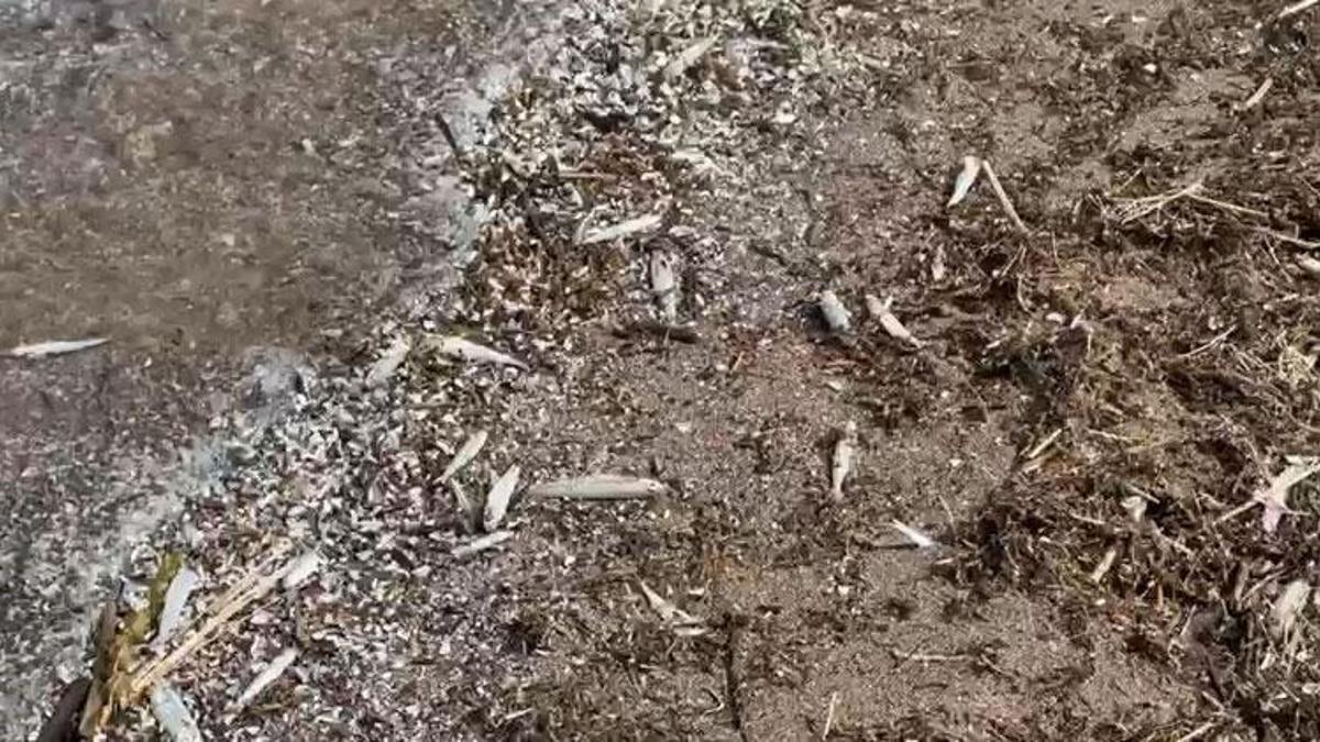 İsrail sazanları karaya vurdu! Nereden nasıl geldiği bilinmiyor
