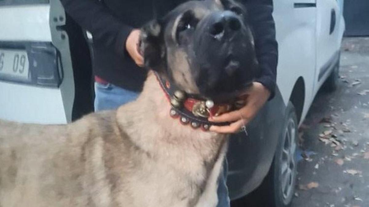 Sarıyer'de bahisle köpek dövüştürenlere baskın! Çok sayıda gözaltı var