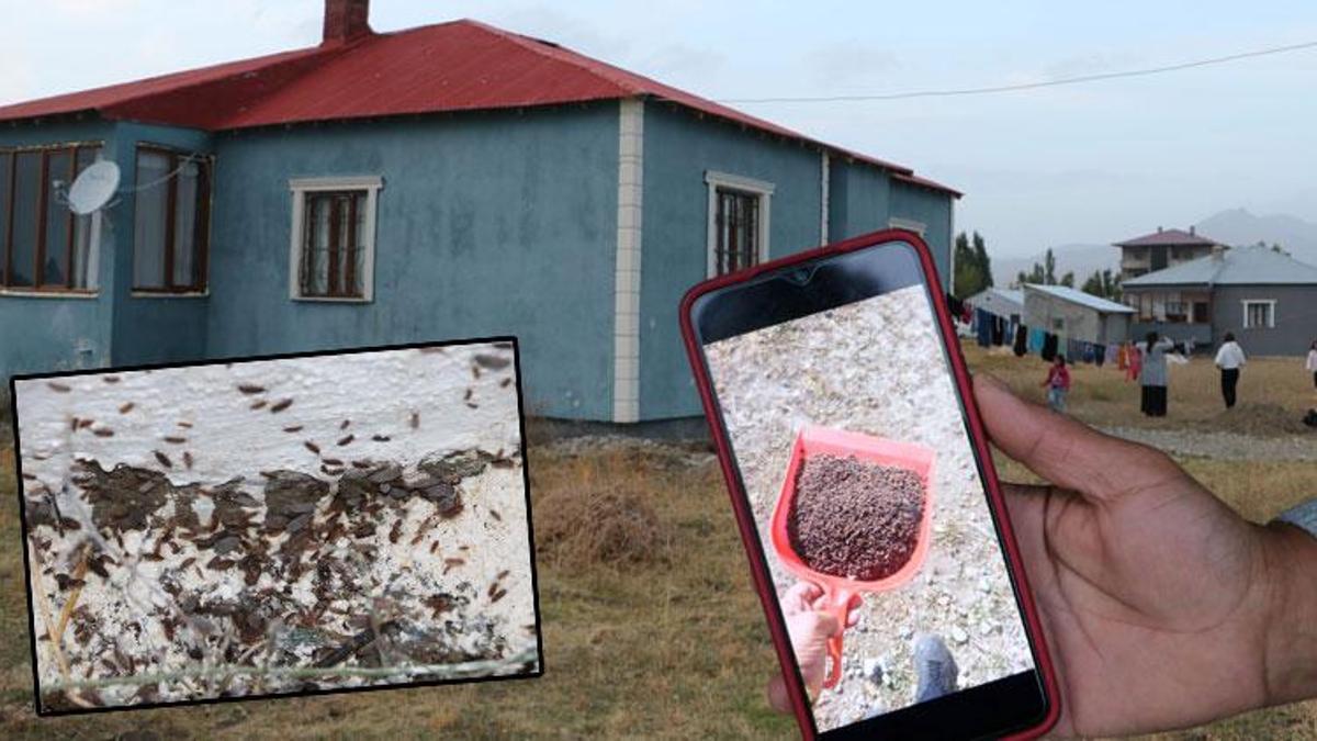 Hakkari'de tespih böcekleri mahalleyi istila etti! Uzman isim çaresini ve çözümü açıkladı...