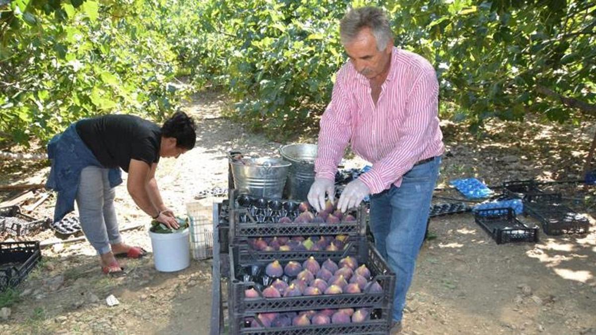 İncirde rekolte düştü, fiyat arttı