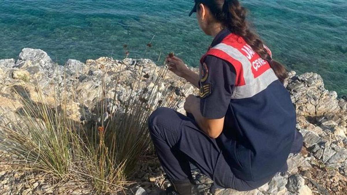 Bu bitkiyi koparmanın cezası 245 bin TL! Jandarma kontrol ediyor