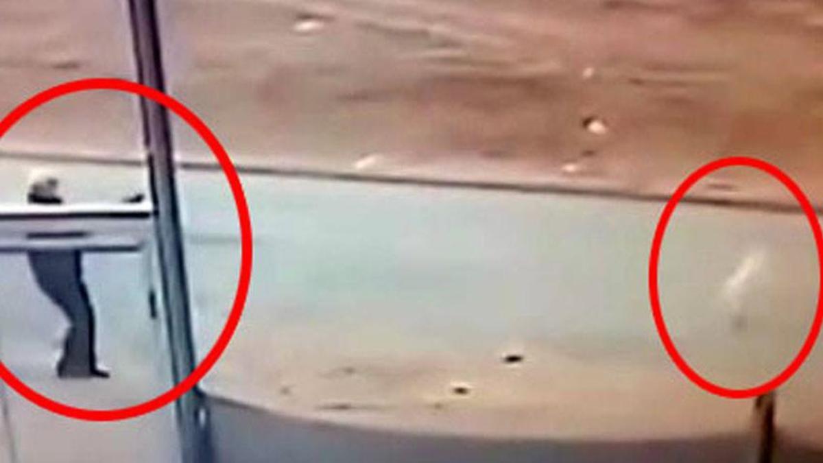 Sokak köpeğini tüfekle öldürdü! Serbest bırakıldı