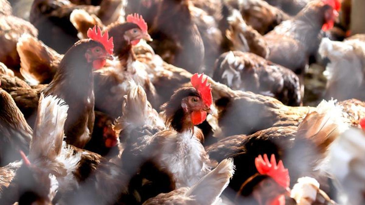Kuş gribi alarmı: 40 bin kümes hayvanı itlaf edilecek