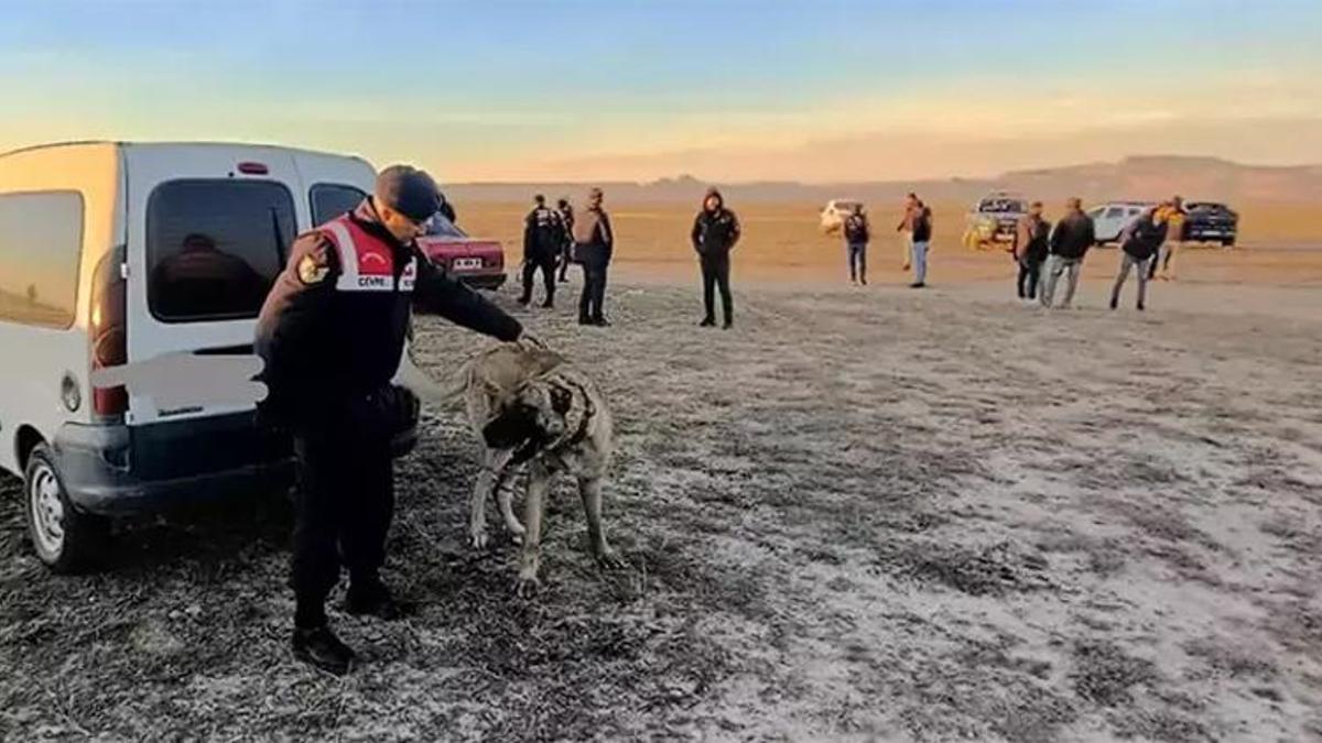 Kayseri'de "Can dostlarımız" operasyonu: 35 kişi yakalandı
