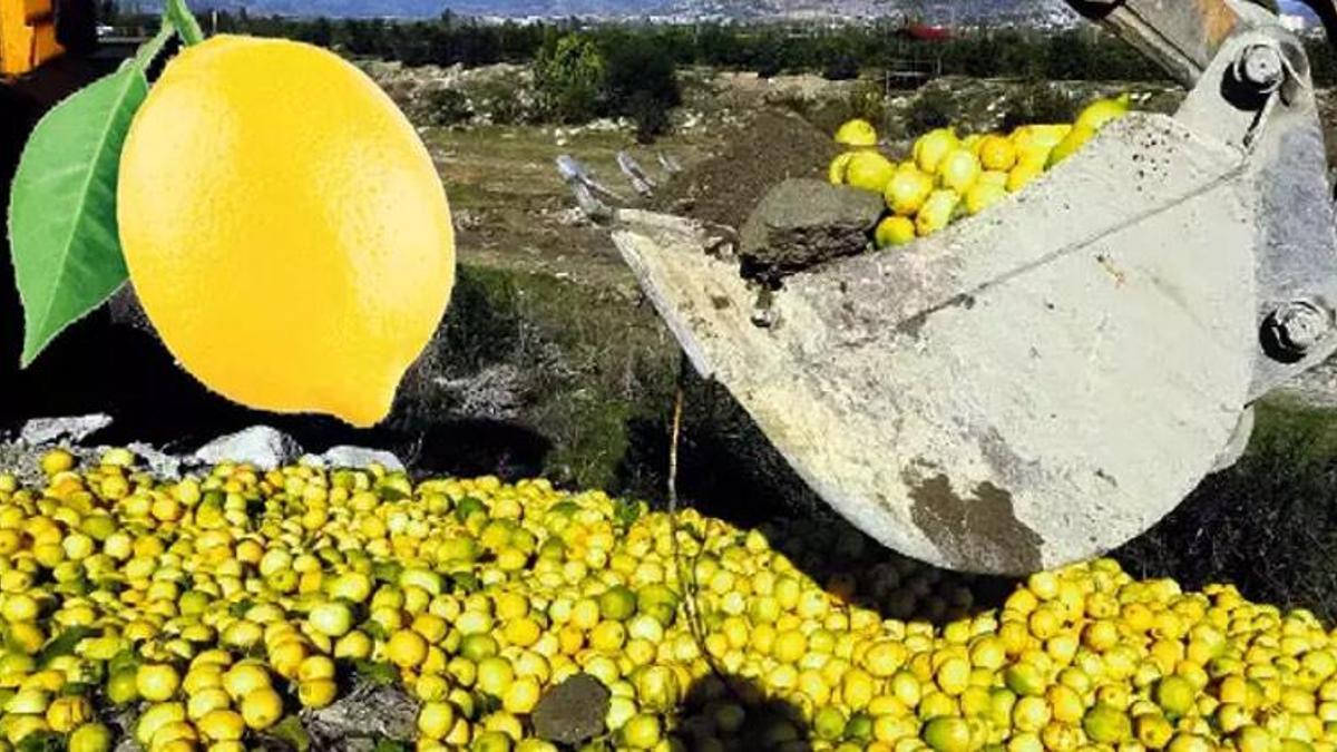 Limonda servet değerinde israf! 4 dolardan satılıyor...