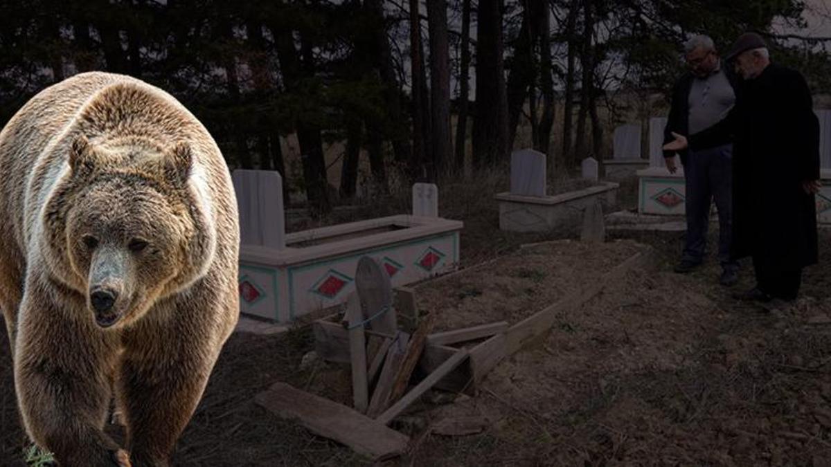 Köylüler tedirgin! Ayılar mezarlara dadandı: Fatiha okumaya dahi gidemez olduk