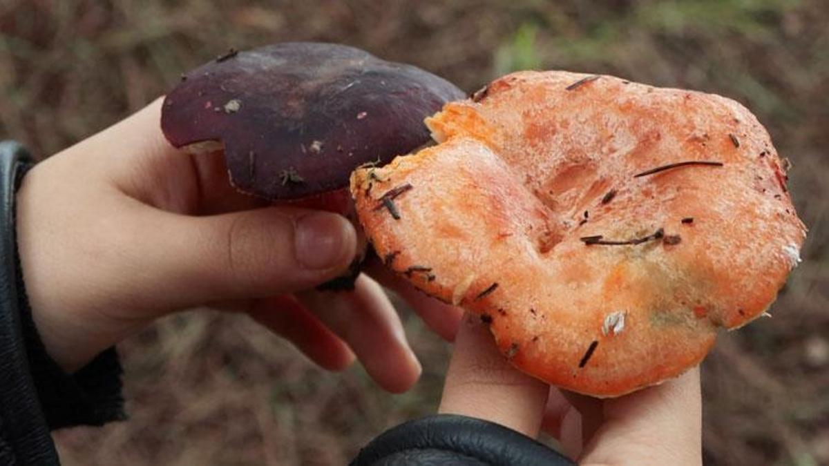 'Kanlıca' mantarı sanılarak toplanılan mantarlardan yiyen 11 kişi zehirlendi