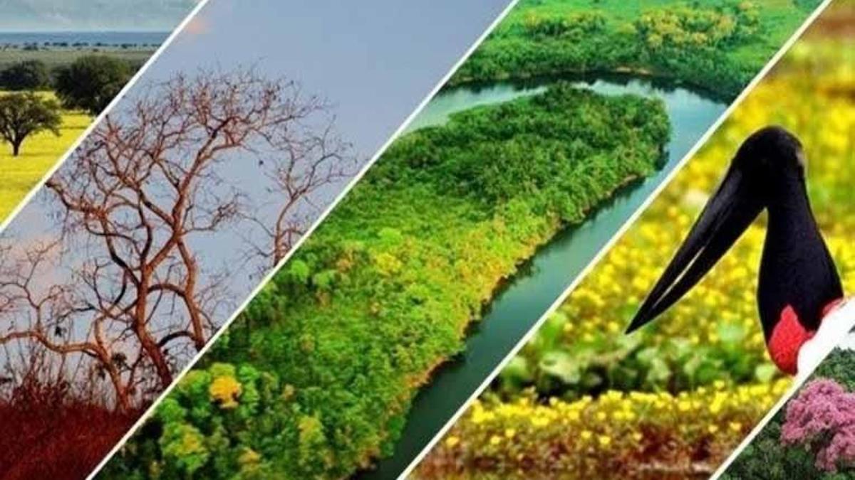 Biyom Nedir? Biyom Özellikleri Ve Çeşitleri Nelerdir?