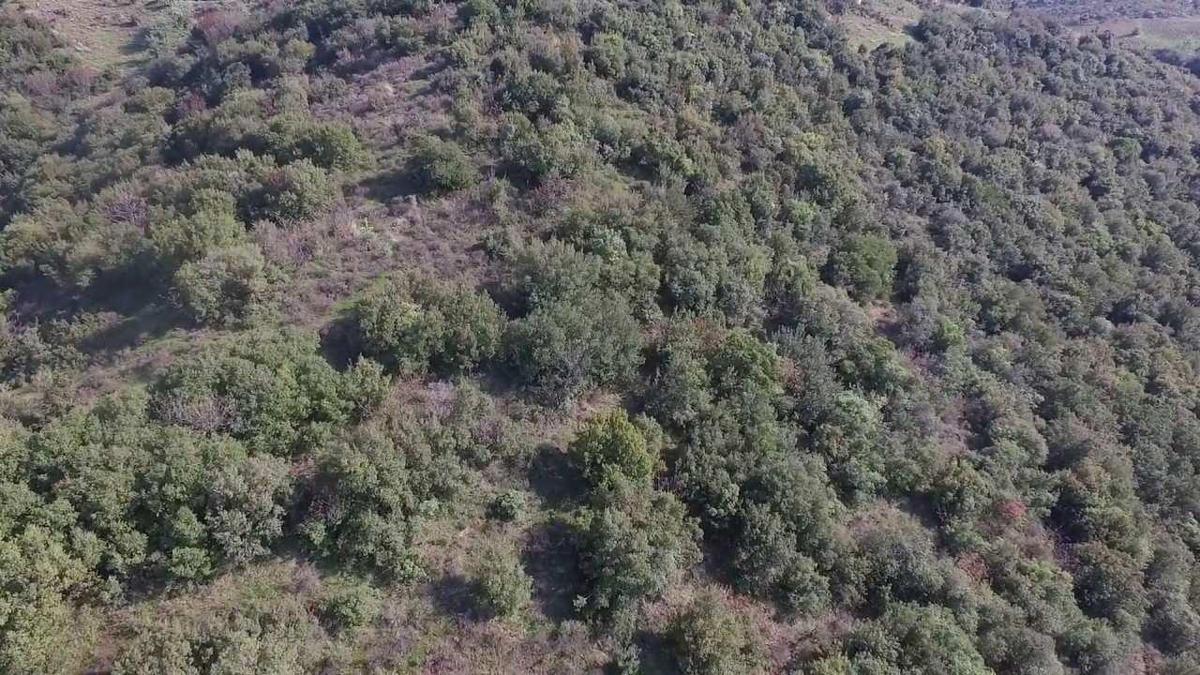 Flora Nedir? Türkiye Flora Bölgeleri Özellikleri Nelerdir?