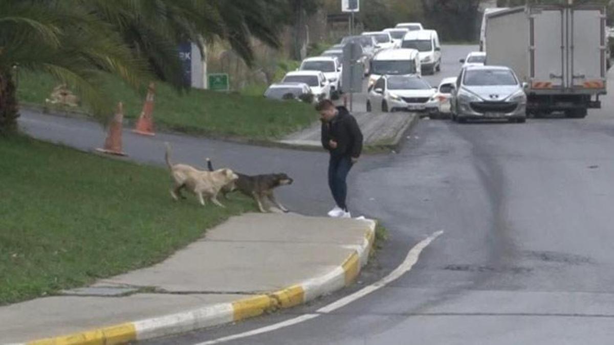 Bağcılar’da başıboş gezen köpekler dehşet saçtı