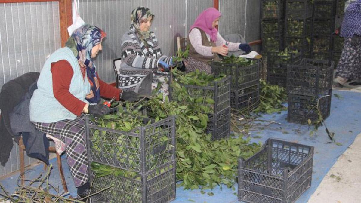 Defne yaprakları, kadınlar için gelir kapısı oldu! Yüzde 90'ını Türkiye karşılıyor