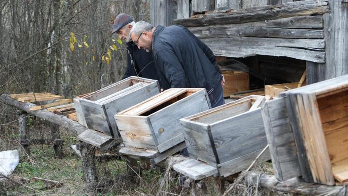 Kış uykusuna yatamayan ayılar, indikleri köyde 50 arı kovanını parçaladı