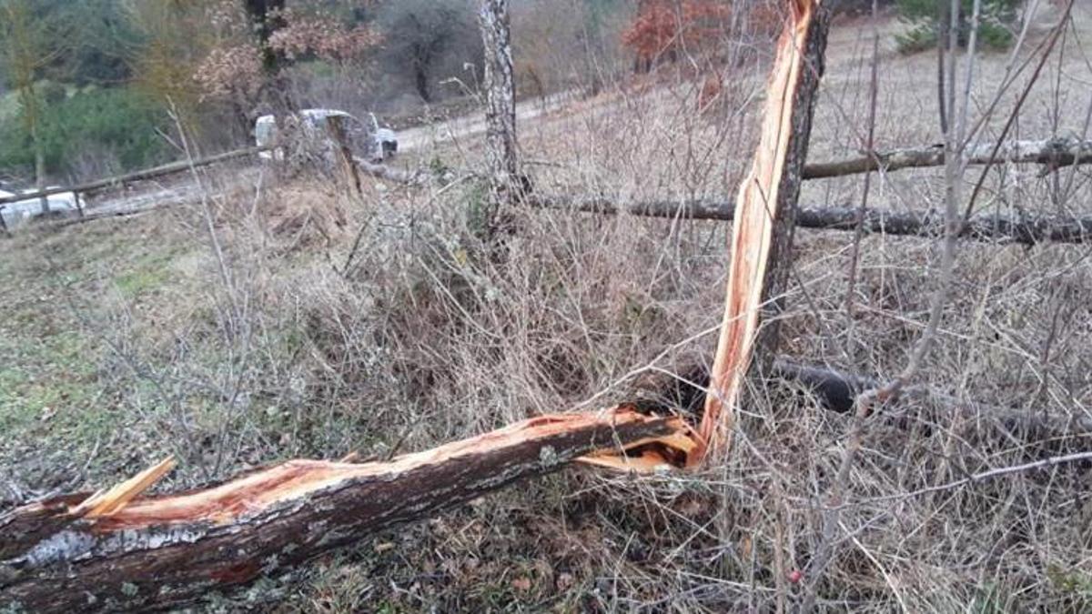 Fırtına ortalığı birbirine kattı, onlarca ağaç devrildi