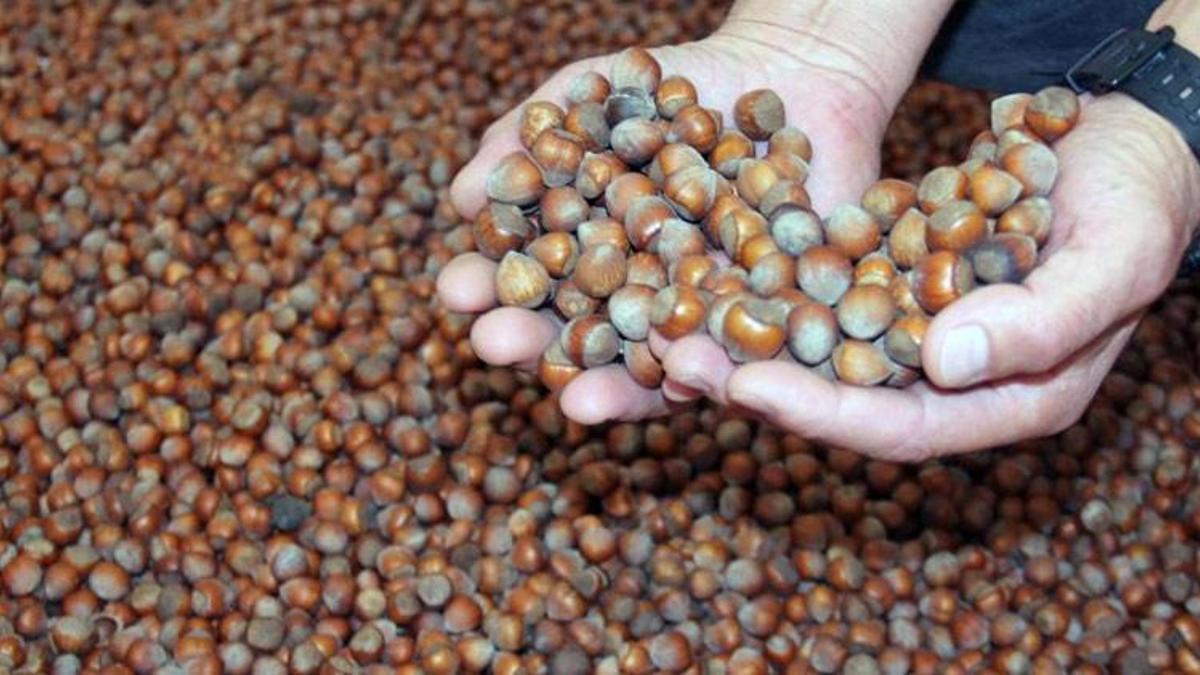 Yeni yıla günler kala fındık fiyatı 100 TL istikrarını sürdürüyor