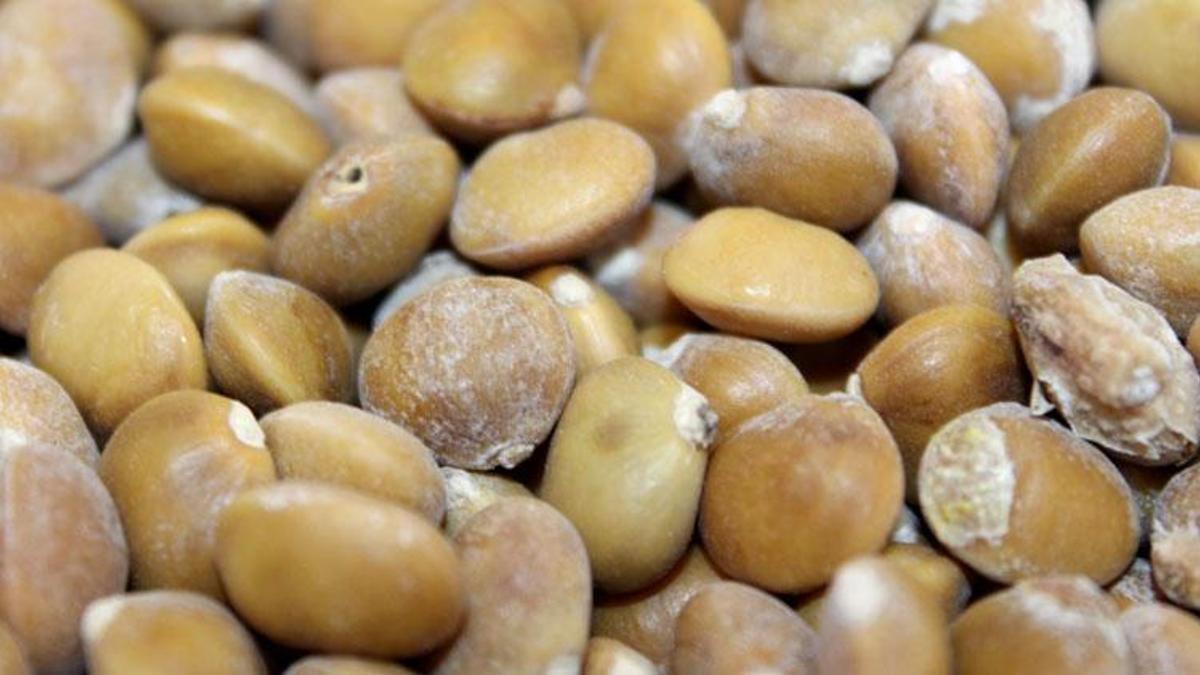 Siirt'te bıttım, kilosu 800 liradan alıcı buluyor