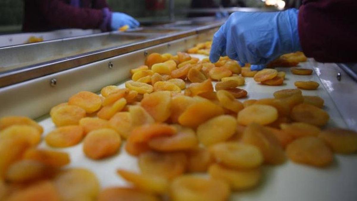 Depremin vurduğu Malatya’da kayısı yüz güldürdü