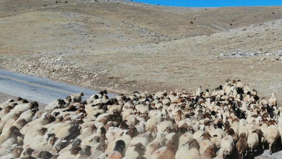 1 keçi ve 2 koyunu kaybeden çobana cinsel saldırıda bulunan 2 kişinin cezası belli oldu