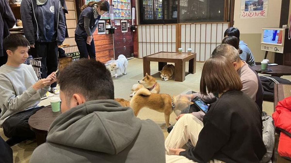 Tokyo’da gençlerin gözdesi yavru köpekli kafeler
