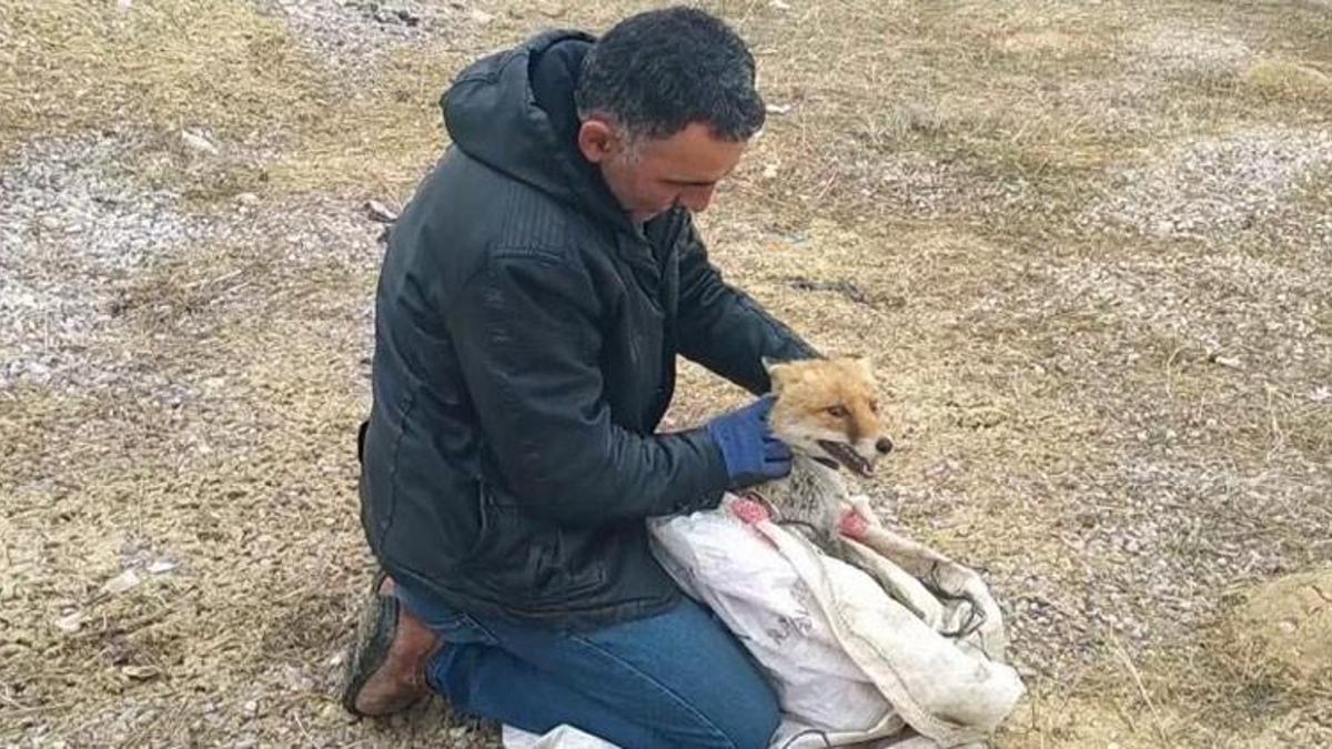 Kurnaz tilki bu kez yakayı ele verdi