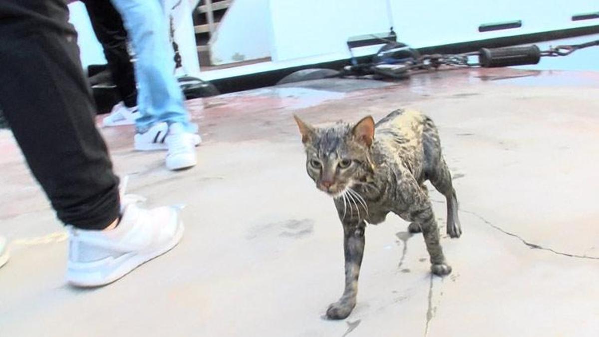 Beşiktaş'ta dalgıçlı kedi kurtarma operasyonu