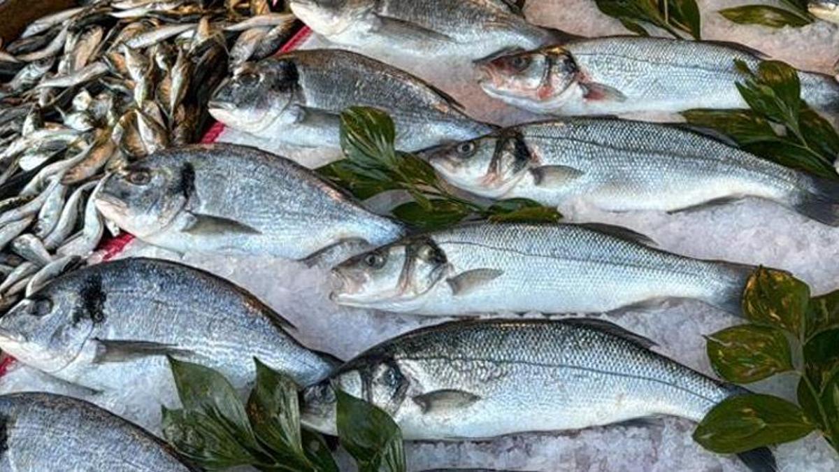 Deniz suyu soğumadı balık Karadeniz’de soğuğa kaçtı