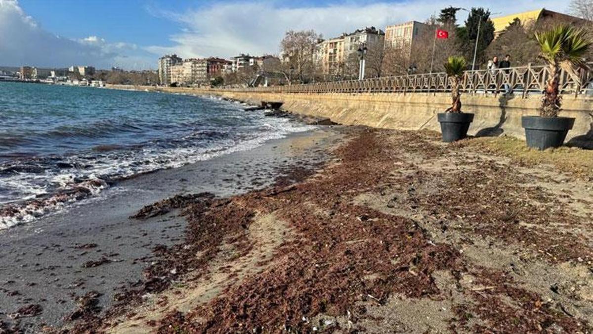 Tekirdağ'da sahil yosunla kaplandı